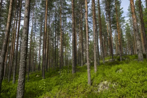 Svensk skog – örter och bär samlas i sin egen säsong